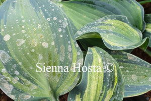 Hosta Teacher's Pride