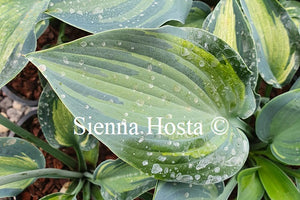 Hosta Teacher's Pride