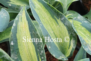 Hosta Teacher's Pride