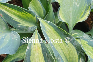 Hosta Teacher's Pride