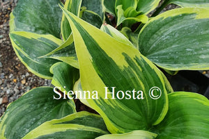 Hosta Crocodile Socks