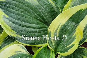 Hosta Crocodile Socks