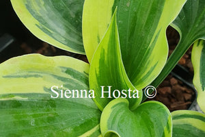 Hosta Crocodile Socks