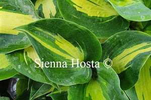 Hosta Thunderbolt