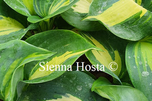 Hosta Thunderbolt