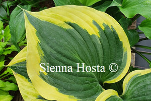 Hosta Broad Band