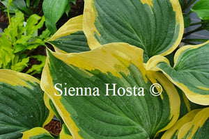 Hosta Broad Band