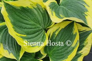 Hosta Broad Band