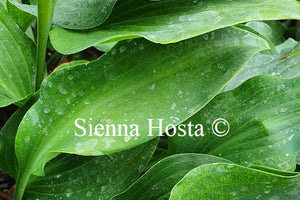 Hosta Theo's Red