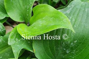Hosta Theo's Red