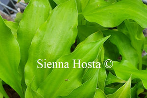 Hosta Lemon Love Note