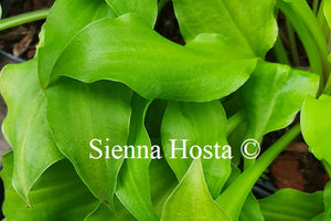 Hosta Lemon Love Note