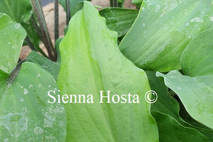 Hosta Red Wine Fries