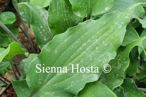 Hosta Red Wine Fries