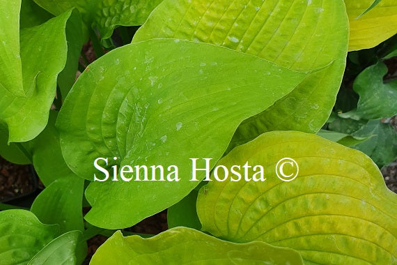 Hosta Soul Shine