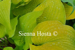Hosta Soul Shine