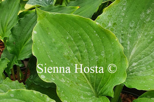 Hosta 'Tutu'