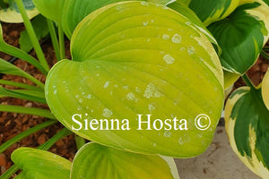 Hosta 'Paradise Standard'