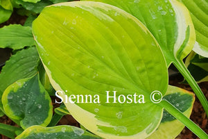 Hosta 'Paradise Standard'