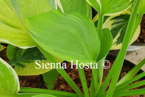 Hosta 'Paradise Standard'