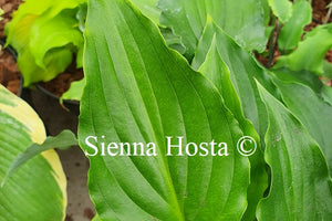 Hosta 'Plum Nutty'