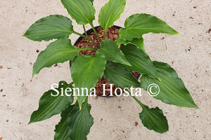 Hosta 'Plum Nutty'
