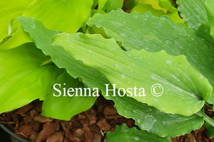 Hosta 'Valley's Ruffle Shuffle'
