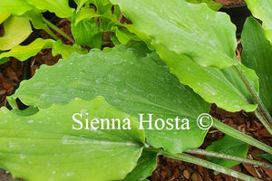 Hosta 'Valley's Ruffle Shuffle'