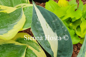 Hosta 'Pin-up'