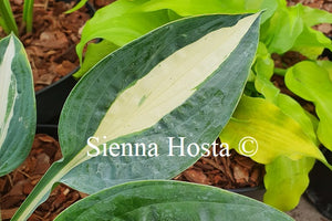 Hosta 'Pin-up'