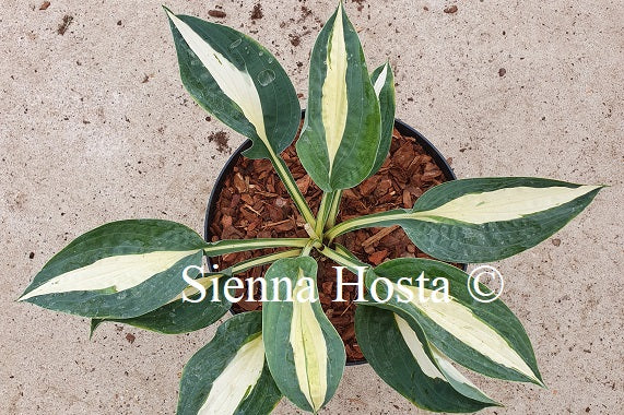 Hosta 'Pin-up'