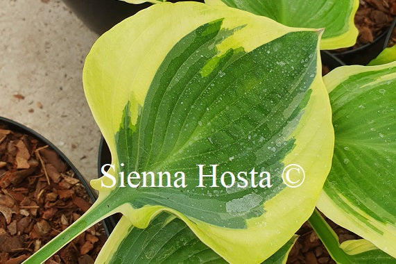 Hosta 'Summer in Georgia'