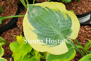 Hosta 'Summer in Georgia'