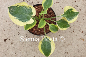 Hosta 'Summer in Georgia'