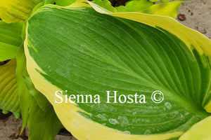 Hosta 'Rhinestone Cowboy'