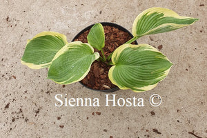 Hosta 'Rhinestone Cowboy'