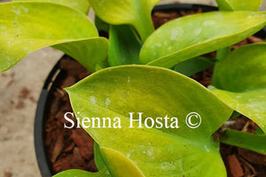 Hosta 'Giantland Mouse Cheese'