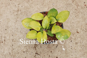 Hosta 'Giantland Mouse Cheese'