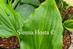 Hosta 'Stimulation'