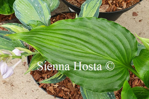 Hosta 'Stimulation'