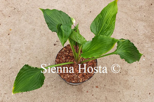 Hosta 'Stimulation'