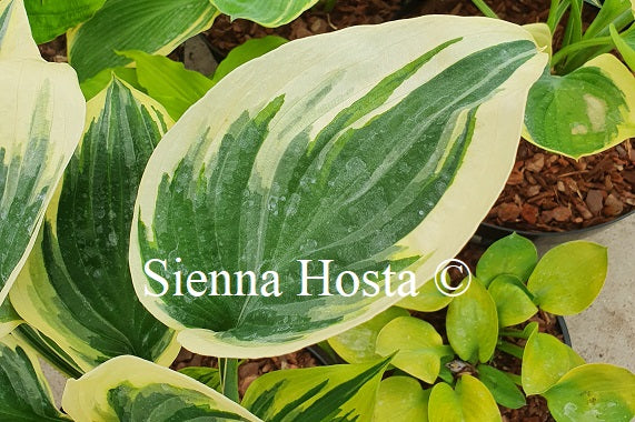 Hosta 'Broadway'