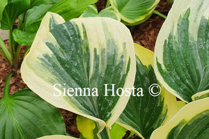 Hosta 'Broadway'