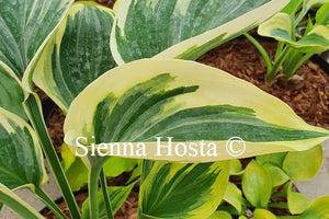 Hosta 'Broadway'