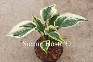 Hosta 'Broadway'