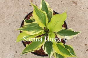 Hosta 'Paisley Border'