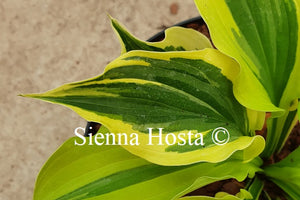 Hosta 'Paisley Border'