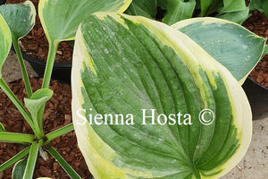 Hosta 'Pie a la Mode'