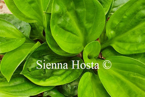 Hosta 'Fruit Cup'
