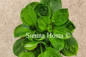 Hosta 'Fruit Cup'